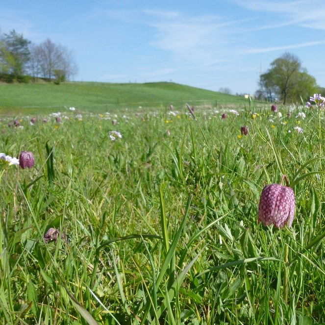 Blühende Schachblume