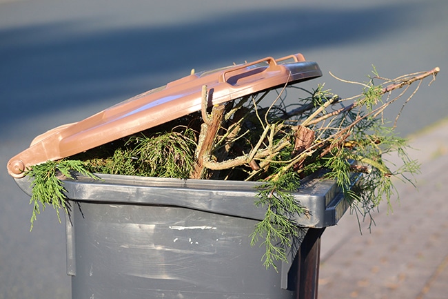 Biotonne, aus der Gartenabfälle ragen