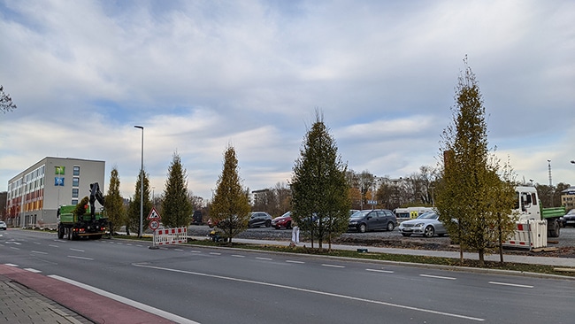 Bäume entlang der Bürgerreuther Straße