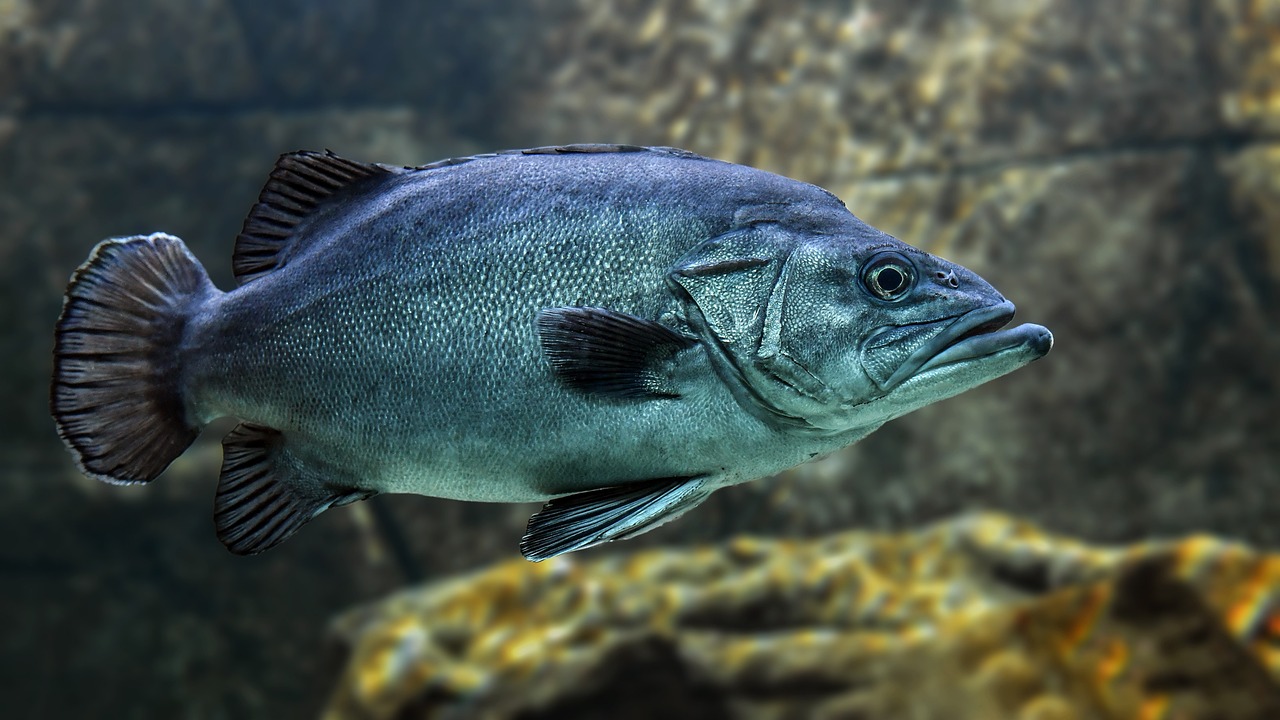 Fisch | Foto: Pixabay