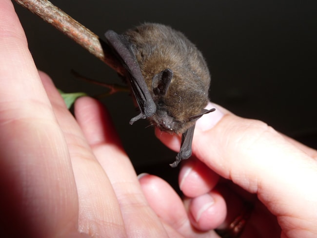 Eine Fledermaus sitz auf einer Hand