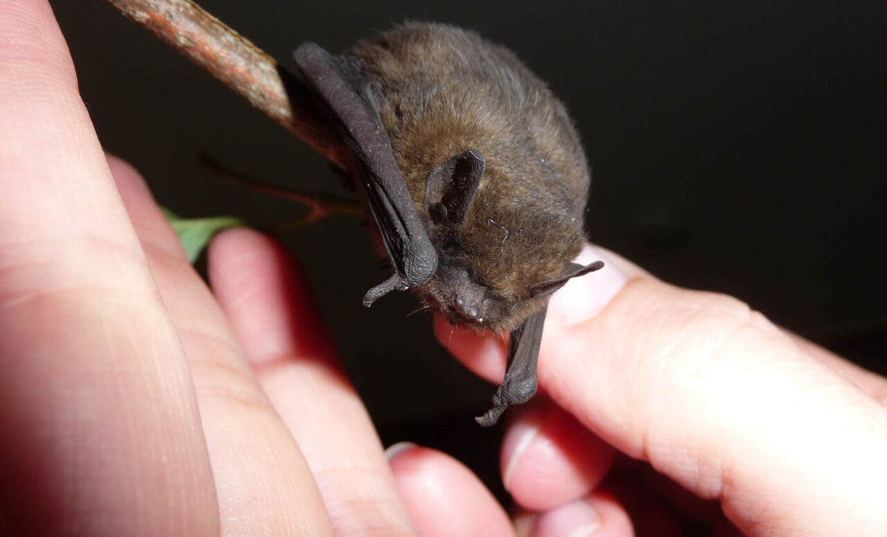 Eine Fledermaus sitzt auf einer Hand. | Foto: Adobe Stock