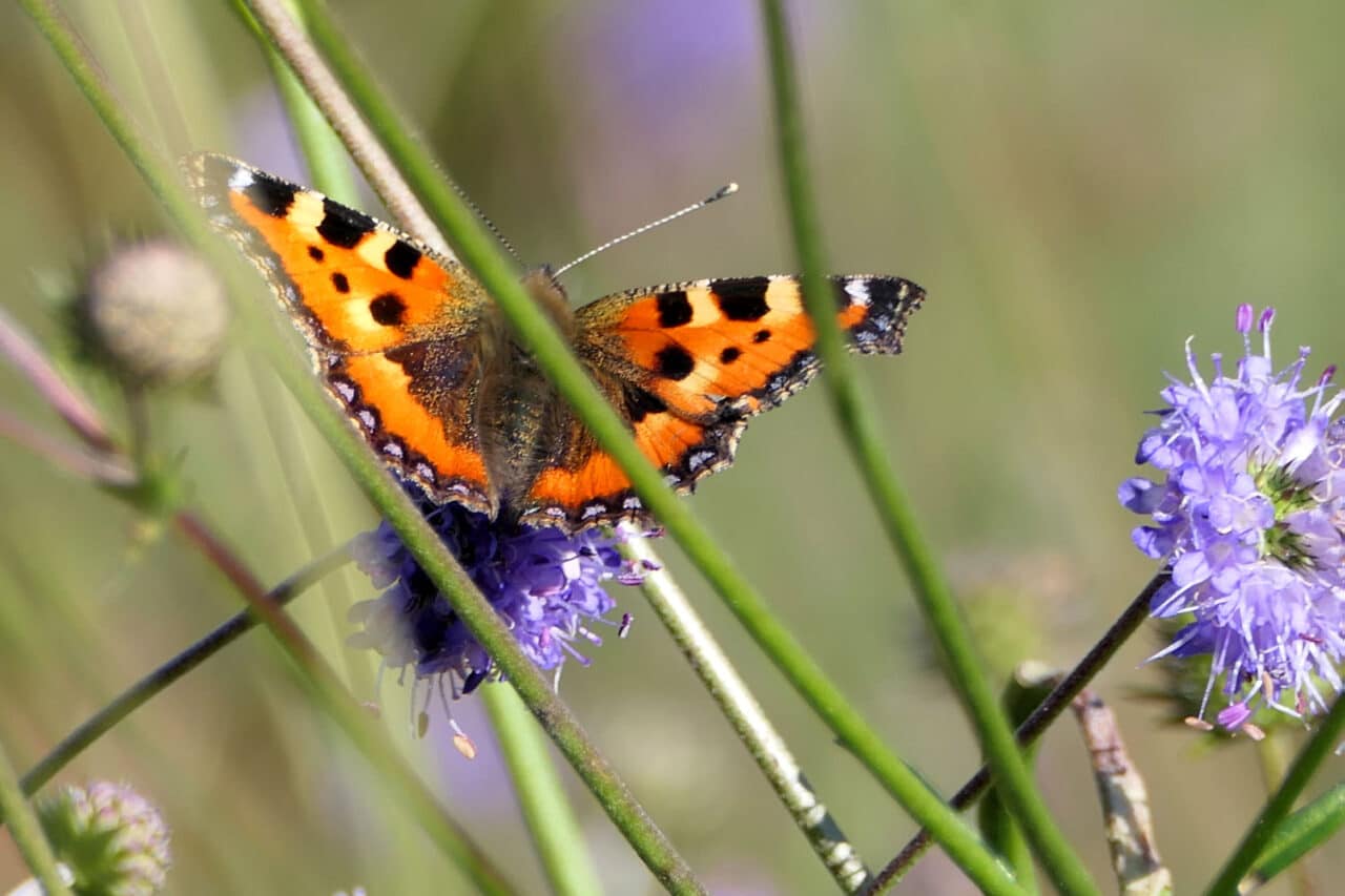 Schmetterling auf Blüte. | Foto: Bernd Rothammel