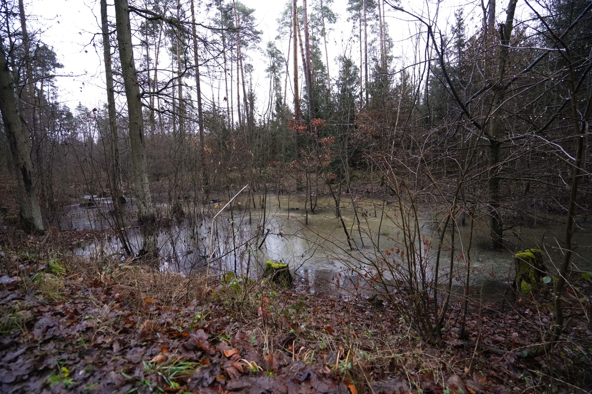 Ein Teich in einem winterlichen Wald.