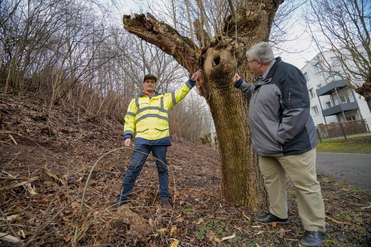 Zwei Männer untersuchen einen Baumstamm. | Foto: Stadt Bayreuth