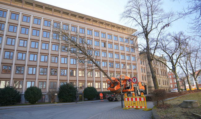 Eine Baum-Hasel wird vom RWG zur Berufsschule transportiert.